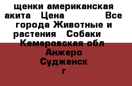 щенки американская акита › Цена ­ 30 000 - Все города Животные и растения » Собаки   . Кемеровская обл.,Анжеро-Судженск г.